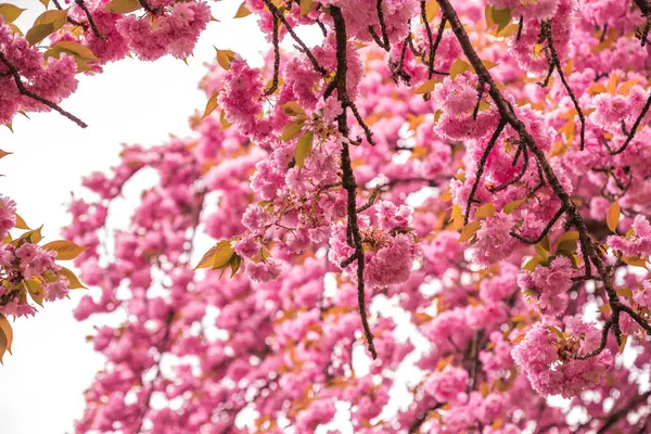 İlkbaharda güzel kiraz çiçekleri