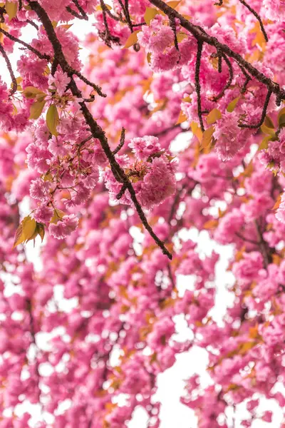 Parkta pembe çiçekler