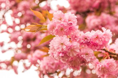 Güzel pembe sakura çiçekleri, bahar çiçekleri.