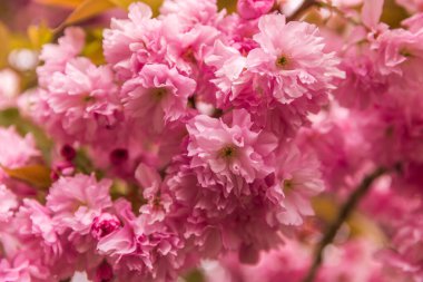 Sakura çiçeği. Bahçedeki kiraz çiçekleri. kiraz çiçeği.
