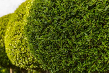 Bahçedeki yeşil çit