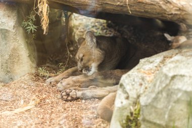Hayvanat bahçesinde uyuyan puma