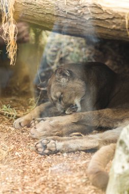 Hayvanat bahçesinde uyuyan aslan