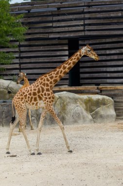 Hayvanat bahçesindeki zürafa