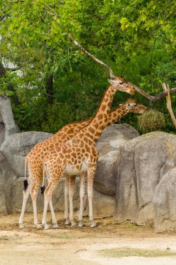 Hayvanat bahçesindeki zürafa