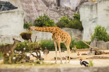 Hayvanat bahçesindeki zürafa