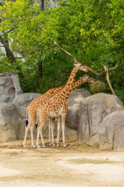 Hayvanat bahçesindeki zürafa