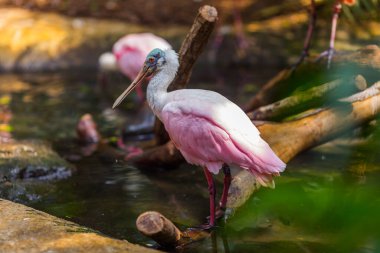 Pembe - beyaz - kanatlı aynak (cidocius cirucis) doğal suda.