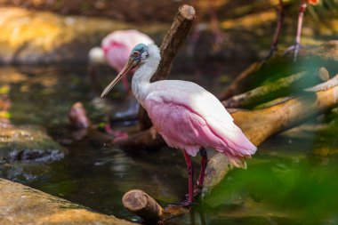 Hayvanat bahçesinde pembe flamingo