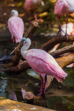 Hayvanat bahçesindeki pembe ve beyaz bir pelikanın yakın çekimi.