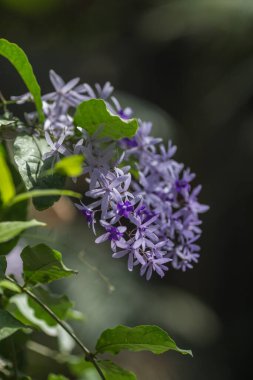 Bahçedeki güzel çiçekler