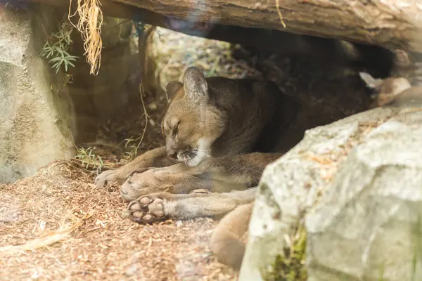 Hayvanat bahçesinde bir puma