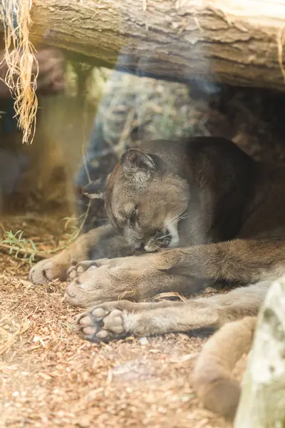 Hayvanat bahçesinde uyuyan aslan