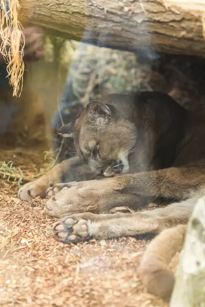Köpek yerde yatıyor.