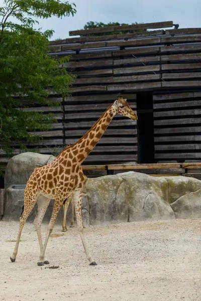 Hayvanat bahçesindeki zürafa