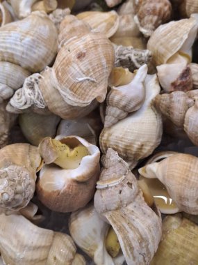 Deniz kabukları ve deniz kabukları