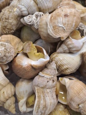 Taze deniz ürünleri, midyeler, midyeler, midyeler, midyeler, midyeler, midyeler