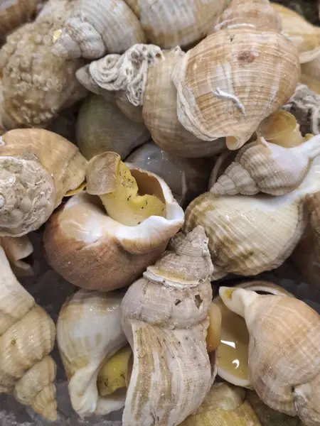 Taze deniz ürünleri, midyeler, midyeler, midyeler, midyeler, midyeler, midyeler