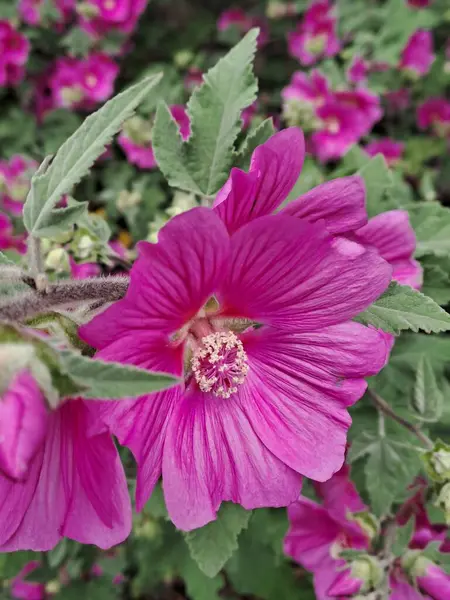 Bahçedeki güzel çiçekler