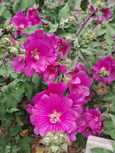 Bahçedeki güzel çiçekler