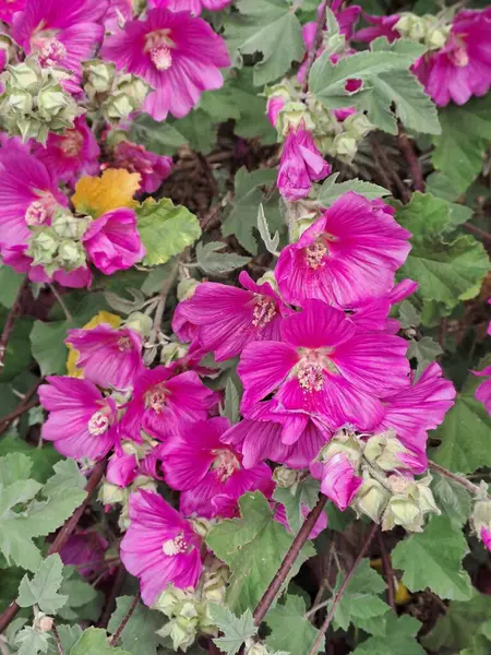 Bahçedeki güzel çiçekler