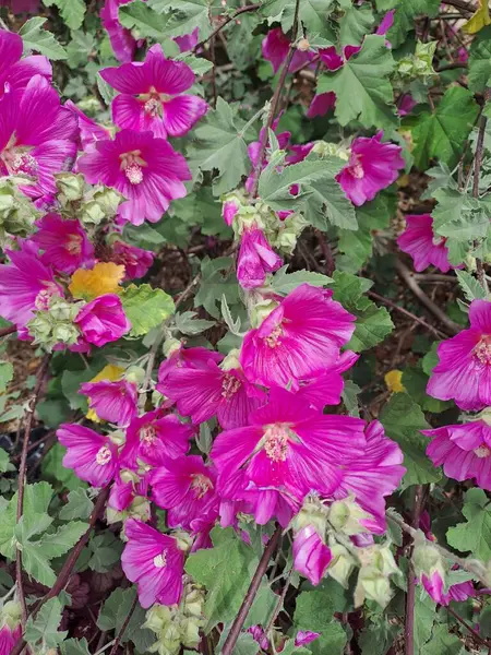 Bahçedeki pembe çiçekleri kapat.