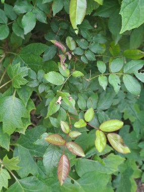 yeşil yapraklar, bitkiler ve yapraklar