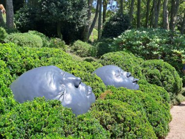 Bahçedeki siyah beyaz bir kedinin güzel bir görüntüsü.