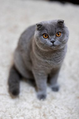 Yorgun, İskoç asıllı, kısa boylu, turuncu gözlü, tüylü kedi paçavraya oturmuş. Sıcak tonlama. Evcil hayvanlar önemser. Kedilerin web siteleri için görüntü