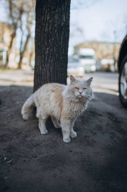 Mykolaiv, Ukrayna. Şehir merkezine yakın evsiz bir kedi. Savaş konsepti. Caddenin dışındaki vahşi kediden kurtuldu. 