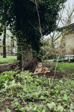 Bahar parkında yeşil ağacın altında kırmızı evsiz köpek, sabah yeşil bahçe.