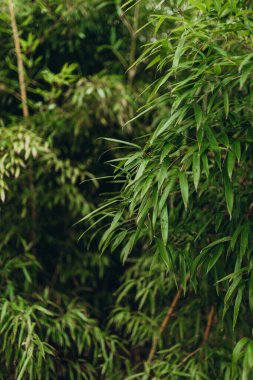 Sasa ramosa, orman tepe örtüsünün altında veya kenarlarında kalın çalılıklar oluşturan en soğuk kanlı bambulardan biridir. Park yeşillik bitkileri.