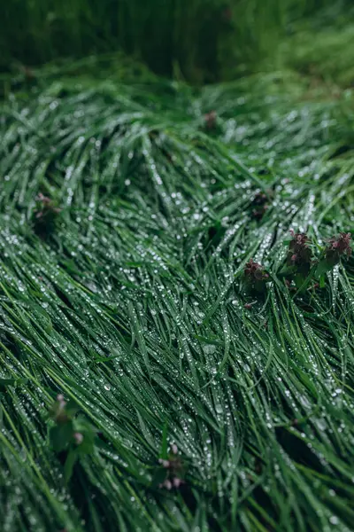 Detailní Záběr Svěží Neposekané Zelené Trávy Kapkami Rosy Měkkém Ranním — Stock fotografie
