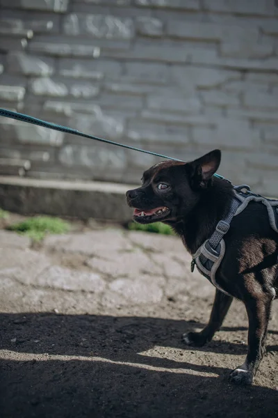 歩道に沿って外の長い青い綱の上に混合品種の小さな黒い犬 デイティム — ストック写真