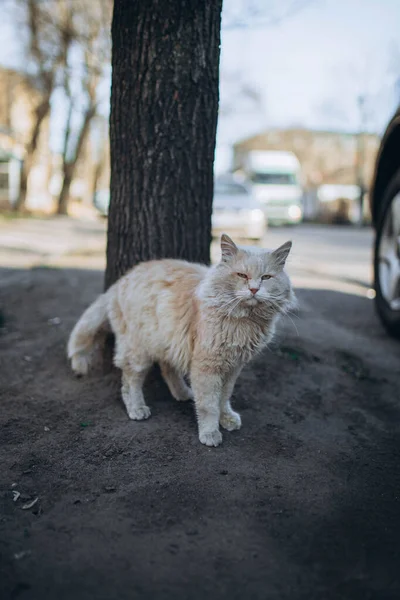 Mykolaiv Ukrajina Kočka Bez Domova Poblíž Centra Města Válečný Koncept — Stock fotografie