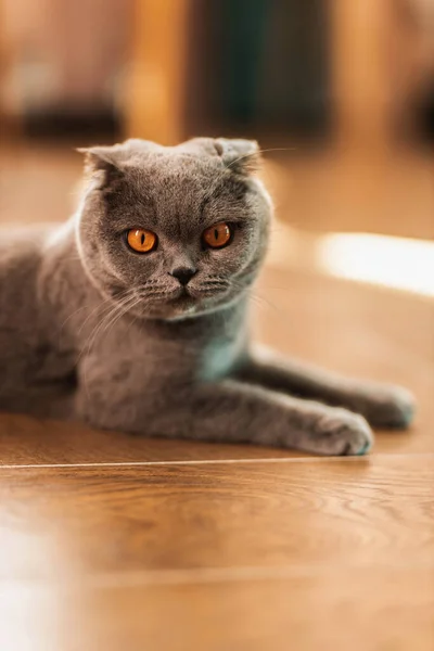 Hermoso Divertido Gris Escocés Pliegue Taquigrafía Esponjoso Gato Con Naranja —  Fotos de Stock