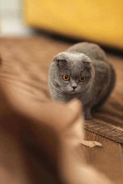 Piękny Zabawny Szary Szkocki Krotnie Krótkowzroczny Puszysty Kot Pomarańczowymi Oczami — Zdjęcie stockowe