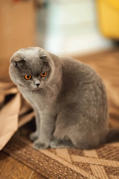 아름다운 스코틀랜드짧은 고양이와 조각으로 바닥에서 주황색 가지고 고양이 그림돌리기 동물을 — 스톡 사진