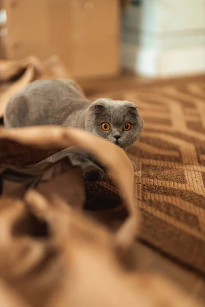 Schöne Lustige Graue Schottische Kurzhaarflauschkatze Mit Orangefarbenen Augen Die Auf — Stockfoto