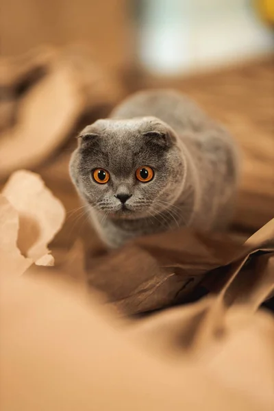 Mooie Grappige Grey Scottish Fold Steno Pluizige Kat Met Oranje — Stockfoto