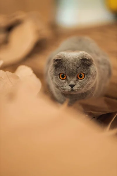 아름다운 스코틀랜드짧은 고양이와 조각으로 바닥에서 주황색 가지고 고양이 그림돌리기 동물을 — 스톡 사진