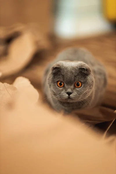 Смешная Серая Короткошерстная Пушистая Кошка Оранжевыми Глазами Играющая Полу Кустарных — стоковое фото