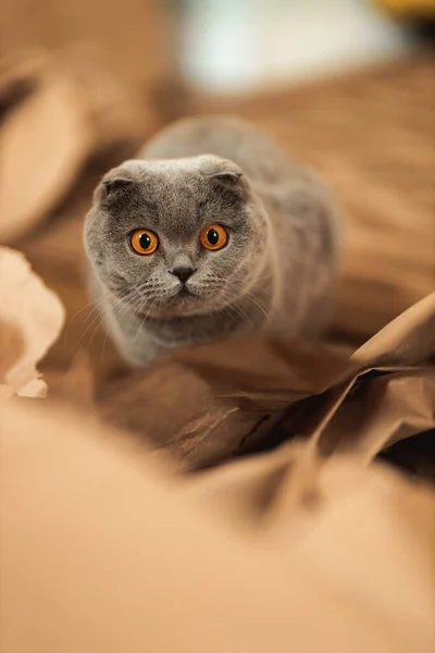 Όμορφη Αστεία Γκρι Scottish Φορές Shorthair Χνουδωτή Γάτα Πορτοκαλί Μάτια — Φωτογραφία Αρχείου