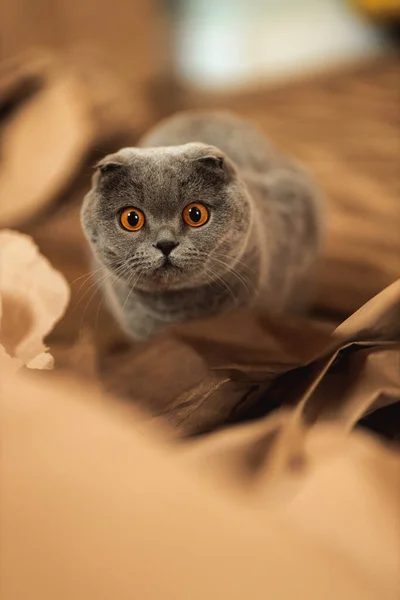 Piękny Zabawny Szary Szkocki Krotnie Krótkowzroczny Puszysty Kot Pomarańczowymi Oczami — Zdjęcie stockowe