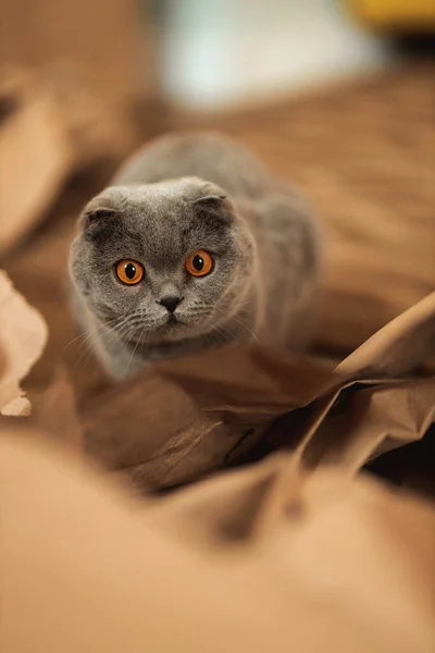 Смешная Серая Короткошерстная Пушистая Кошка Оранжевыми Глазами Играющая Полу Кустарных — стоковое фото