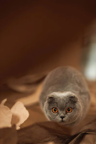 Όμορφη Αστεία Γκρι Scottish Φορές Shorthair Χνουδωτή Γάτα Πορτοκαλί Μάτια — Φωτογραφία Αρχείου