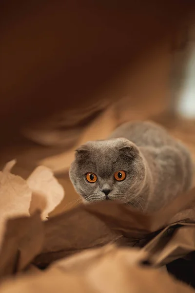 Cantik Grey Scottish Fold Kucing Berbulu Pendek Dengan Mata Oranye — Stok Foto