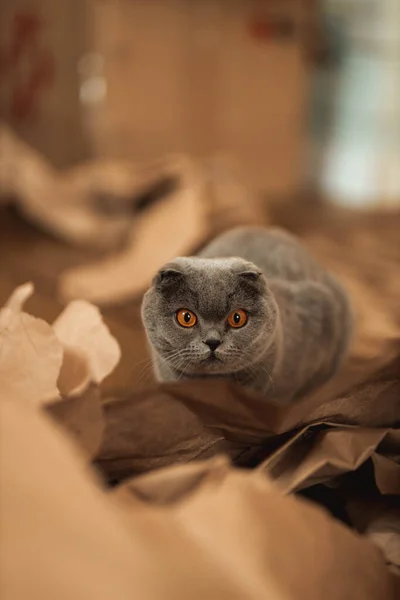 美丽有趣的苏格兰灰色折边毛绒绒猫 橙色的眼睛在地板上玩手工褐色的纸片 暖色调的图片 宠物在乎 世界猫日 有关猫的网站图片 — 图库照片