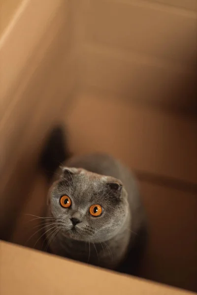 Gri Skoç Kıvrımlı Turuncu Gözlü Tüylü Kedi Kahverengi Karton Kutuda — Stok fotoğraf