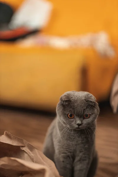 美丽有趣的苏格兰灰色折边毛绒绒猫 橙色的眼睛在地板上玩手工褐色的纸片 暖色调的图片 宠物在乎 世界猫日 有关猫的网站图片 — 图库照片